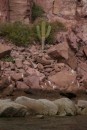 We were facinated to see cactus growing right along the water