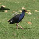 A pukeko (sp?) bird - lots of sculptures and other artwork are made of these pretty blue birds with the bright red bills. 
