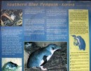 3) Some info about the very cute little blue penguins.