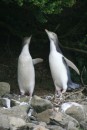 Yellow-eyed penguins - they were very photogenic!  Actually this "pose" is to let us know we were getting a little too close!