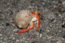 The ground "came to life" just at sundown with hundreds of hermit crabs!  This was one of the bigger ones.