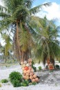 When we visited the pearl farm on Kauehi, we kept seeing coconut trees with "balls" hanging all over them.  When we asked about it, we were told they hang their floats (very expensive) on the trees when they are not is use for two reasons - to keep them out of the way and in case of a cyclone, they wouldn