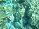 It was hard to catch the fish with the camera - there is a couple second delay from when I push the button and the camera in my waterproof case actually takes the picture, but hopefully you can see some of the pretty ones we have been so enjoying while snorkeling.