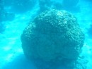 A huge coral head - they are so pretty, but we have to be careful not to let the anchor get wrapped around them!