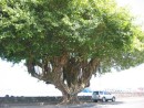 A beautiful banyan tree along our walk from the marina to the main part of town!