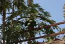 A mango tree on Chacala.
