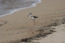 A very cute bird at the beach in Yelapa!