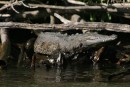 One of the crodiles we saw on our jungle cruise in  San Blas.