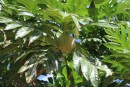A breadfruit tree.  Breadfruit is kind of starchy like a potato.  It doesn