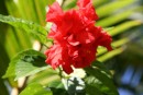 A very frilly red hibiscus.