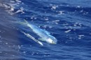 A quick shot of the mahi mahi Glen snagged on the way to Beveridge Reef.  They are very colorful fish, but lose their color quickly once you bring them up.  We had several delicious meals from this guy!