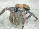 Robber crab