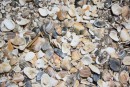 Shells On The Beach