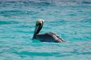 Pelican: There are many pelicans in the Caribbean. They are quite shy when it comes to having their photo taken. I feel sorry for them as either the Laughing Gulls or Frigate birds pester them to give up their catch.
