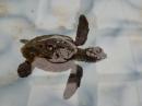 Baby turtle: Just a few days old.  Brother King sits many a night on the beach waiting for the hatchling to emerge. He collects from only a few nests and hand rears until they are 5 years old. He hopes his work will help to save the species