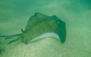 Sandy island: Some good snorkelling, our first sighting of a Sting Ray