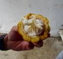 Cocoa pod: inside the cocoa pod are the beans surrounded in a white sweet pulp w