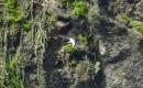 Tropicbird: This is the best shot I could get. Really elegant sea bird which we also saw flying hundreds of miles offshore mid Atlantic