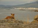 Punta de Cabalo: Even this dog was at peace with the world, just looking out at the view.