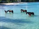Horses swimming in Carlisle Bay