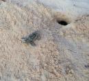 Sea turtles leaving the nest: we were really lucky to see these baby turtles coming out of their nest on Carlisle beach