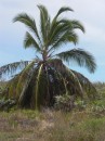 Conception Island palm tree