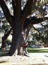 Large southern live oak, 