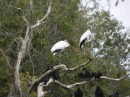 Wood Storks near the rookery on Cumberland Island.