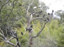 Black vultures and Wood Storks at the rookery at Cumberland Island.
