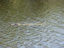 Full grown alligator