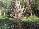 Baby alligator at base of tree