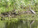 Can you see the baby alligator to the left which has this Blue Heron