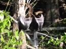 Anhinga drying out his wings.  (The Anhinga has no oil glands and must dry out his wings like the cormorant does)