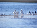 American white pelicans,Florida.  They catch fish by swimming unlike the brown pelicans who dive for the fish.