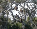 Four Vultures in a tree in Florida