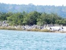 A whole passel of Pelicans
