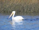 American white pelican, different from the brown pelican