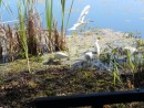 Ibises and egrets feeding, Magnolia Planation