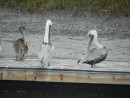 Brown Pelicans, N.C.