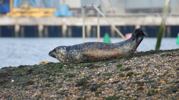 Seal doing yoga