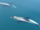 Dolphins - Feeling blue