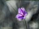 Fringe lily Beecroft Range NSW