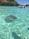 Moorea Island: Swiming with the Sting Rays & Blacktip Sharks.