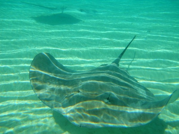 A Sting Ray comes to investigate us.