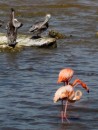 Flamingos at last.