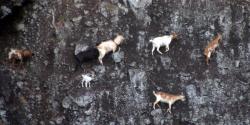 Goats traversing a cliff