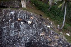 Goats traversing a cliff