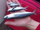 A range of sizes of flying fish that landed on deck overnight. The large one was rather smelly having lain on the deck un detected for some hours.