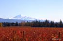 Cranberry fields. Mount Baker in the distance.