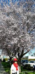 Cherry blossom in Sidney.